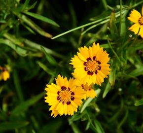 Krásnoočko velkokvěté 'Andiamo Yellow with Red' - Coreopsis grandiflora 'Andiamo Yellow with Red'