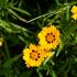 krasnoocko-velkokvete-andiamo-yellow-with-red.jpg