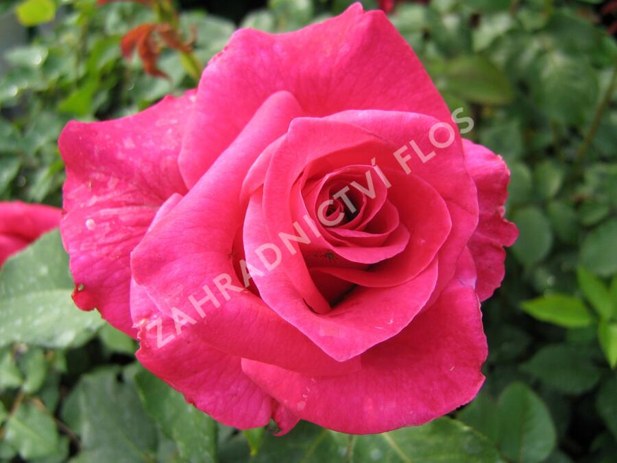 Růže velkokvětá 'Balet' - Rosa VK 'Balet'