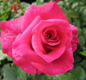 Růže velkokvětá 'Balet' - Rosa VK 'Balet'