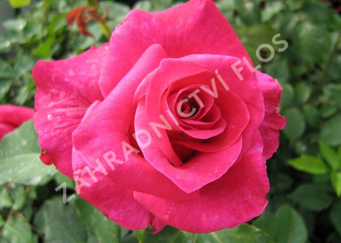 Růže velkokvětá 'Balet' - Rosa VK 'Balet'