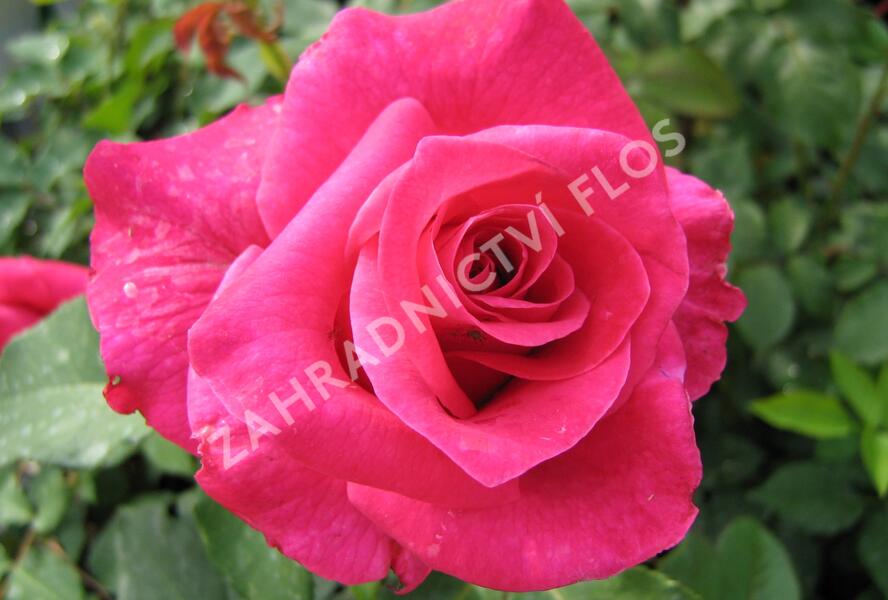 Růže velkokvětá 'Balet' - Rosa VK 'Balet'