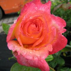 Růže velkokvětá 'Aquarius' - Rosa VK 'Aquarius'