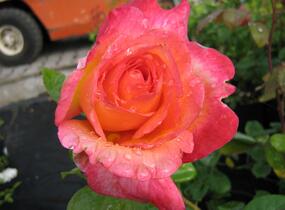 Růže velkokvětá 'Aquarius' - Rosa VK 'Aquarius'