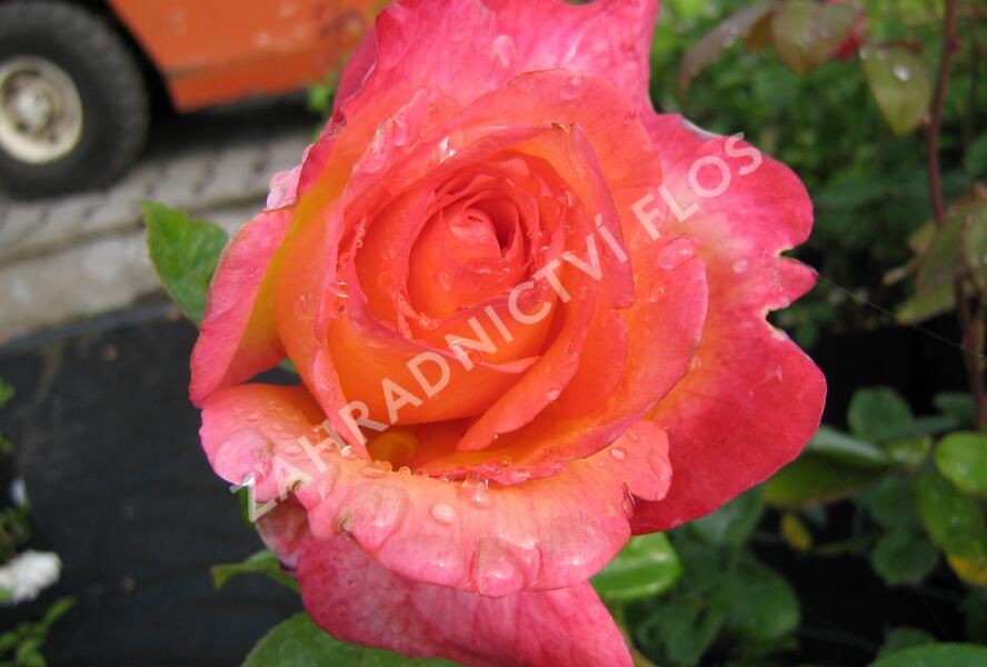 Růže velkokvětá 'Aquarius' - Rosa VK 'Aquarius'