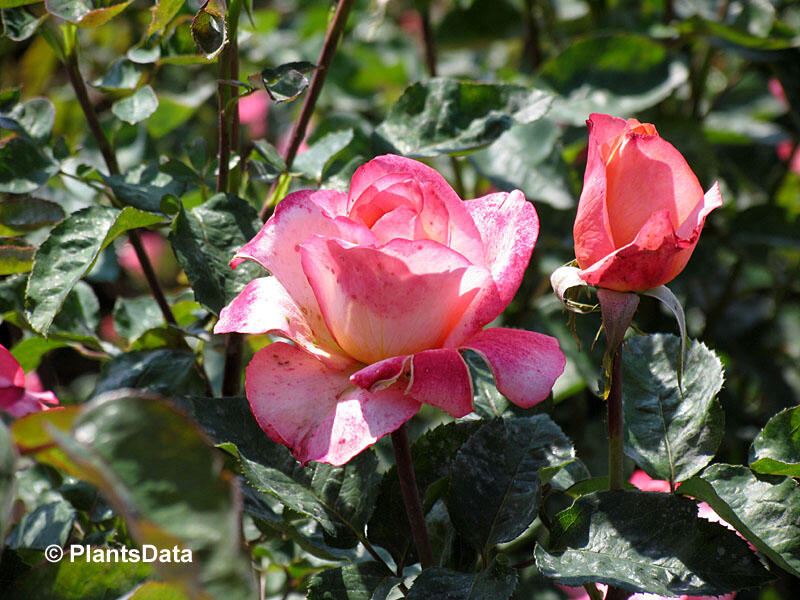 Růže velkokvětá 'Aquarius' - Rosa VK 'Aquarius'