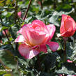 Růže velkokvětá 'Aquarius' - Rosa VK 'Aquarius'