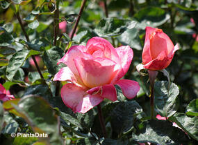 Růže velkokvětá 'Aquarius' - Rosa VK 'Aquarius'