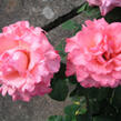 Růže velkokvětá 'Agena' - Rosa VK 'Agena'