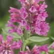 Agastache 'Agadir Pink' - Agastache aurantiaca 'Agadir Pink'