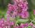 Agastache 'Agadir Pink'