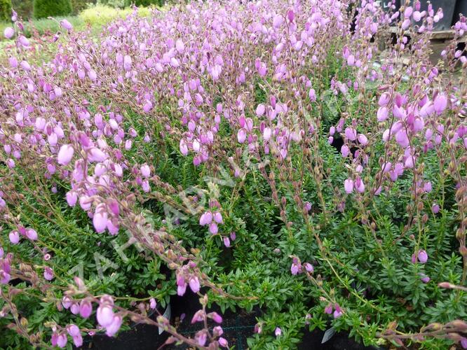 Dabécie kantabrijská, Irský vřes 'Praegarie Violet' - Daboecia cantabrica 'Praegarie Violet'