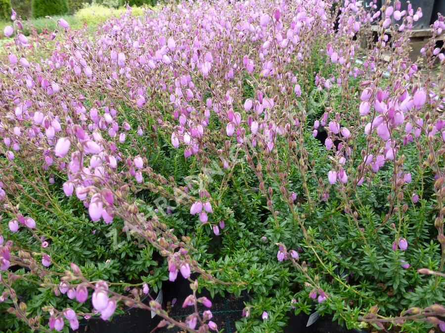 Dabécie kantabrijská, Irský vřes 'Praegarie Violet' - Daboecia cantabrica 'Praegarie Violet'