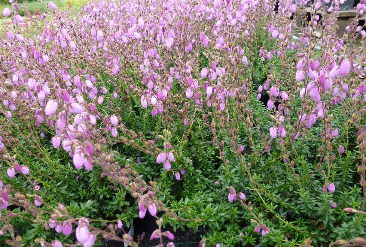 Dabécie kantabrijská, Irský vřes 'Praegarie Violet' - Daboecia cantabrica 'Praegarie Violet'