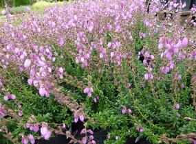 Dabécie kantabrijská, Irský vřes 'Praegarie Violet' - Daboecia cantabrica 'Praegarie Violet'