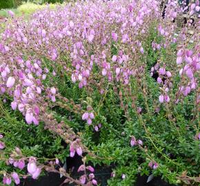 Dabécie kantabrijská, Irský vřes 'Praegarie Violet' - Daboecia cantabrica 'Praegarie Violet'