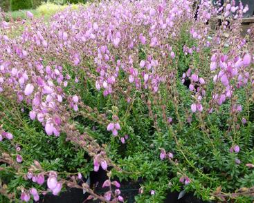 Dabécie kantabrijská, Irský vřes 'Praegarie Violet'