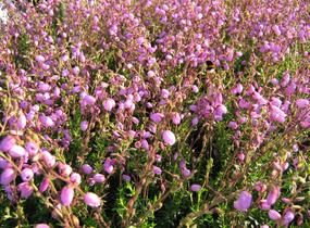 Dabécie kantabrijská, Irský vřes 'Praegarie Violet' - Daboecia cantabrica 'Praegarie Violet'