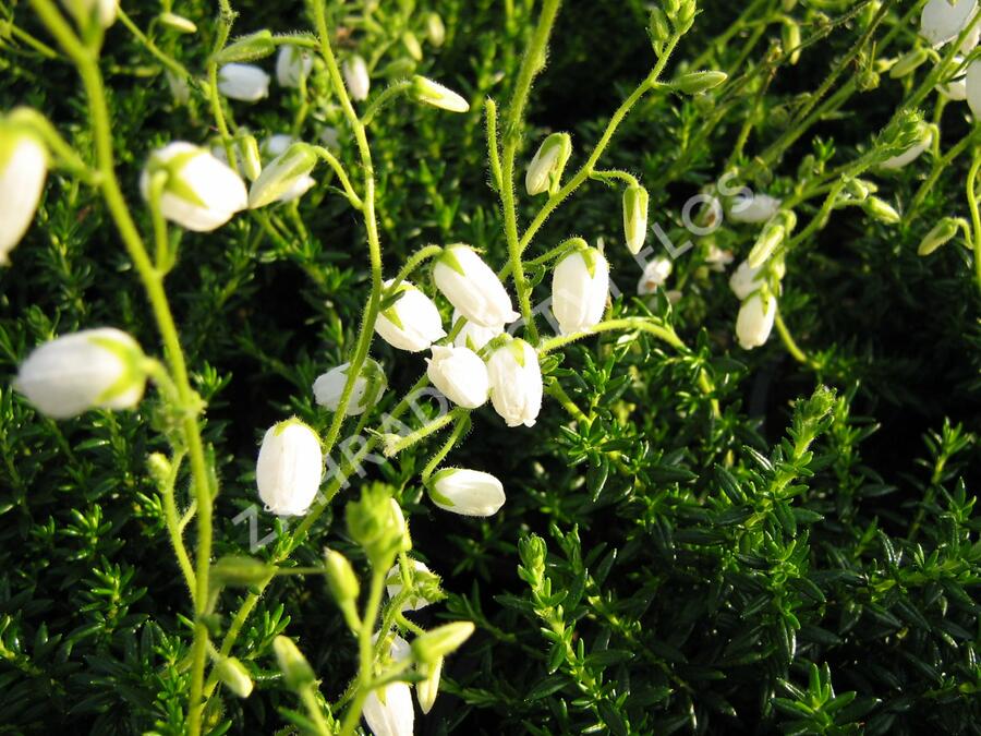Dabécie kantabrijská, Irský vřes 'Alba' - Daboecia cantabrica 'Alba'