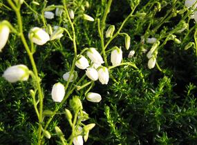 Dabécie kantabrijská, Irský vřes 'Alba' - Daboecia cantabrica 'Alba'