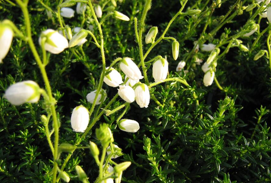 Dabécie kantabrijská, Irský vřes 'Alba' - Daboecia cantabrica 'Alba'