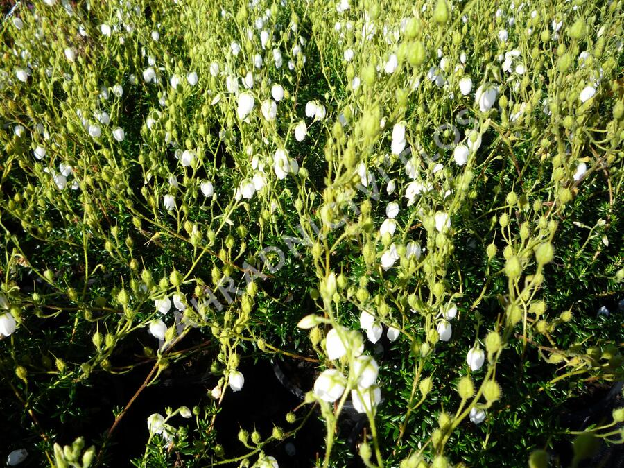 Dabécie kantabrijská, Irský vřes 'Alba' - Daboecia cantabrica 'Alba'