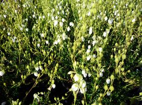 Dabécie kantabrijská, Irský vřes 'Alba' - Daboecia cantabrica 'Alba'