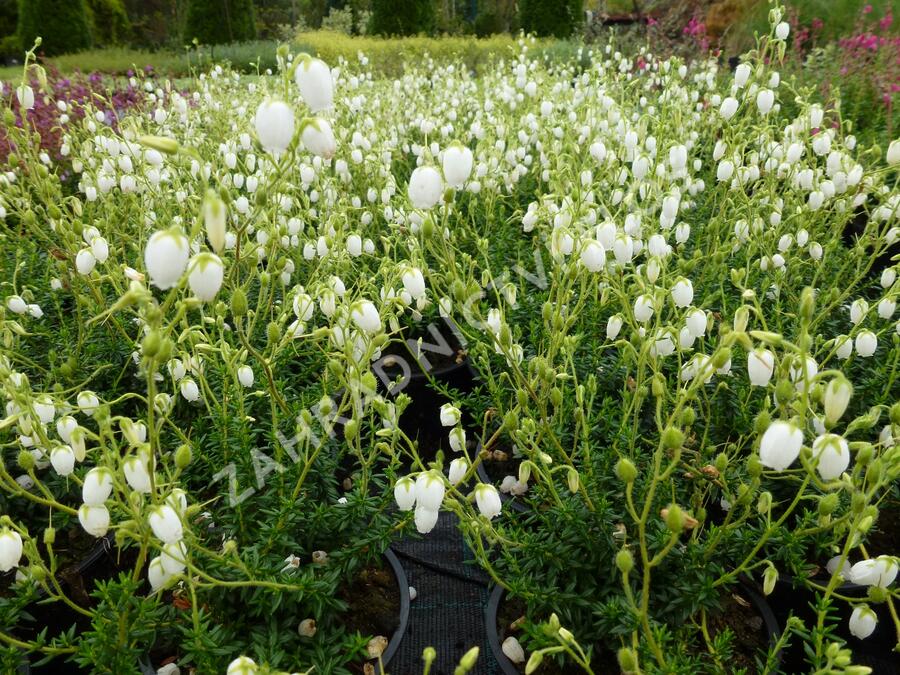 Dabécie kantabrijská, Irský vřes 'Alba' - Daboecia cantabrica 'Alba'