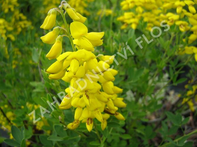 Čilimník 'Cyni' - Cytisus nigricans 'Cyni'