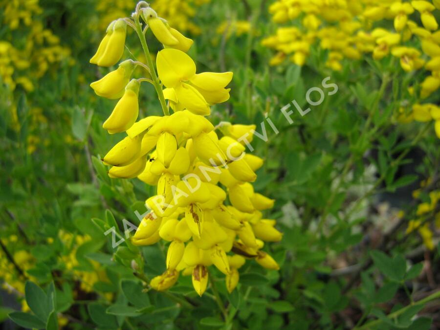 Čilimník 'Cyni' - Cytisus nigricans 'Cyni'