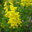 Čilimník 'Cyni' - Cytisus nigricans 'Cyni'