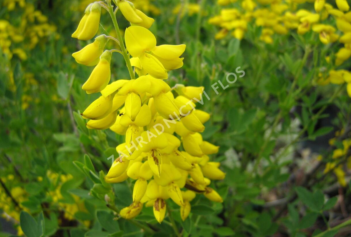 Čilimník 'Cyni' - Cytisus nigricans 'Cyni'