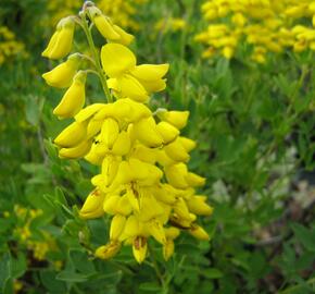 Čilimník 'Cyni' - Cytisus nigricans 'Cyni'