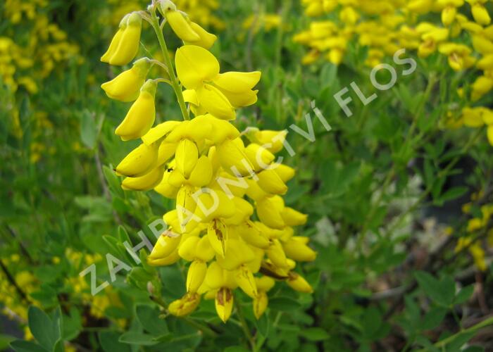 Čilimník 'Cyni' - Cytisus nigricans 'Cyni'