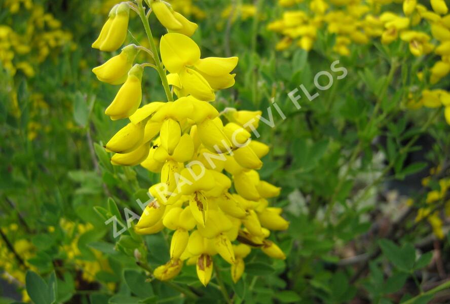 Čilimník 'Cyni' - Cytisus nigricans 'Cyni'