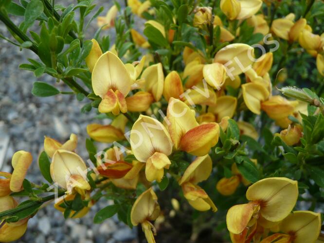 Čilimník 'Firefly' - Cytisus 'Firefly'