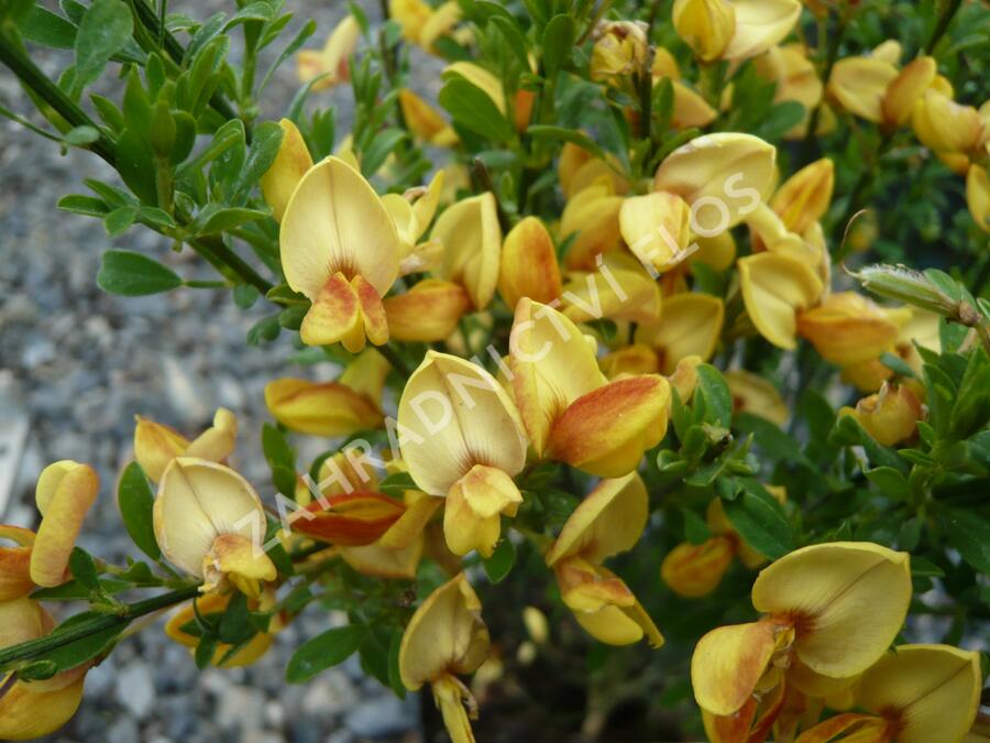 Čilimník 'Firefly' - Cytisus 'Firefly'