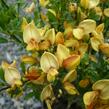 Čilimník 'Firefly' - Cytisus 'Firefly'