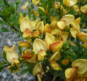 Čilimník 'Firefly' - Cytisus 'Firefly'