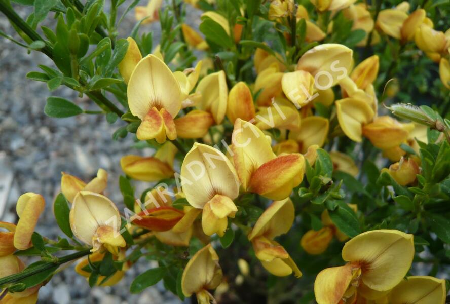 Čilimník 'Firefly' - Cytisus 'Firefly'