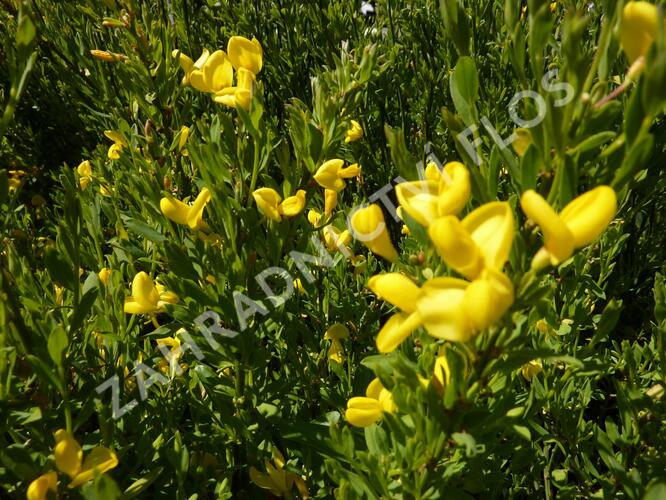 Čilimník 'Osiris' - Cytisus beanii 'Osiris'