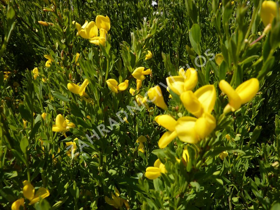 Čilimník 'Osiris' - Cytisus beanii 'Osiris'