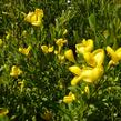 Čilimník 'Osiris' - Cytisus beanii 'Osiris'