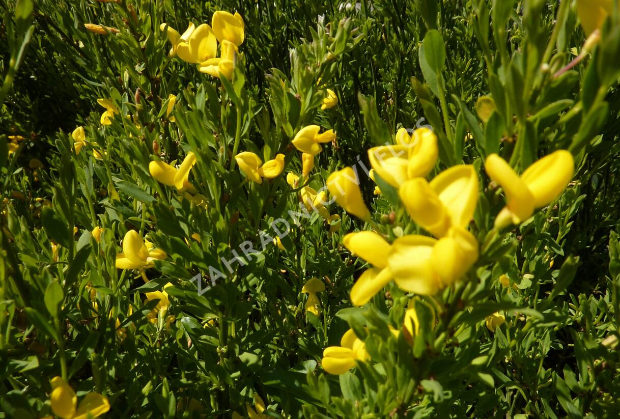 Čilimník 'Osiris' - Cytisus beanii 'Osiris'