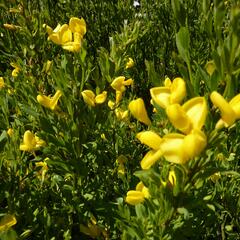 Čilimník 'Osiris' - Cytisus beanii 'Osiris'