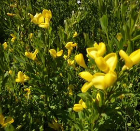 Čilimník 'Osiris' - Cytisus beanii 'Osiris'