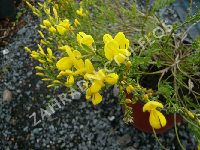 Čilimník - Cytisus beanii