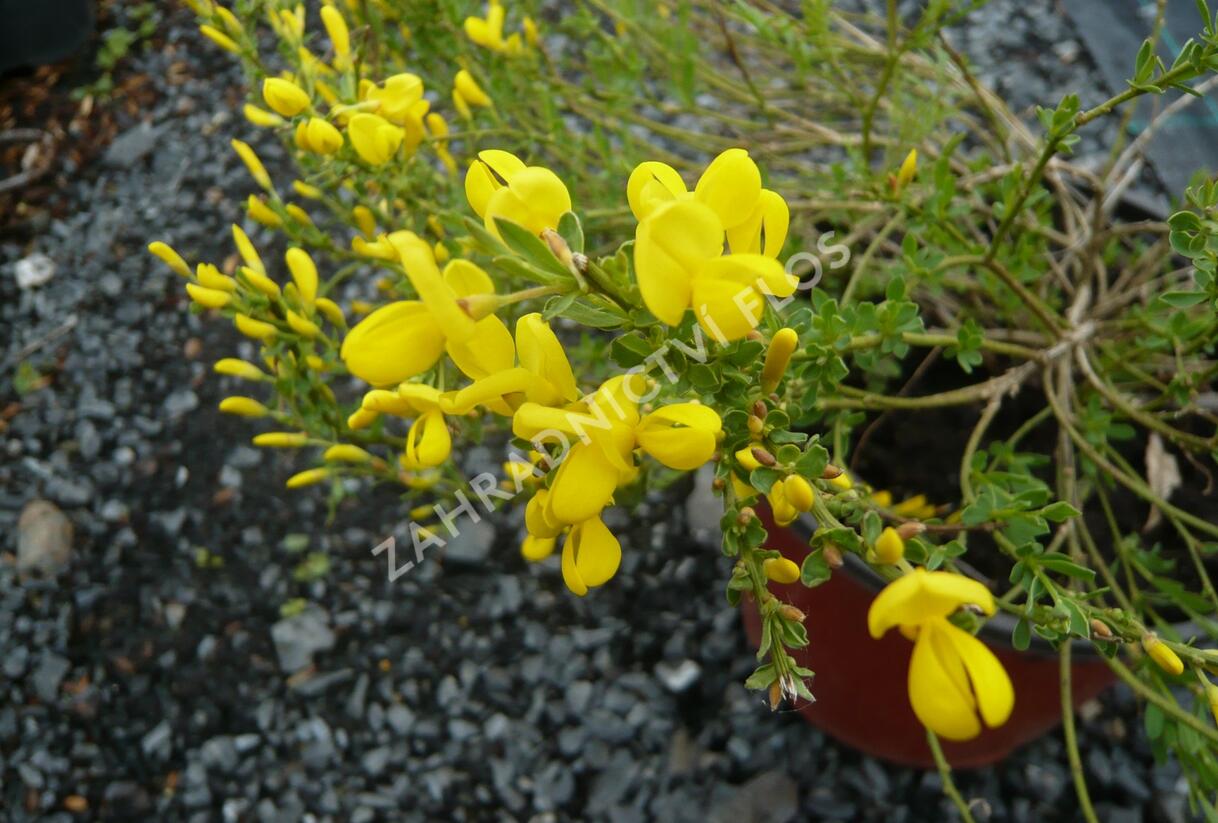 Čilimník - Cytisus beanii
