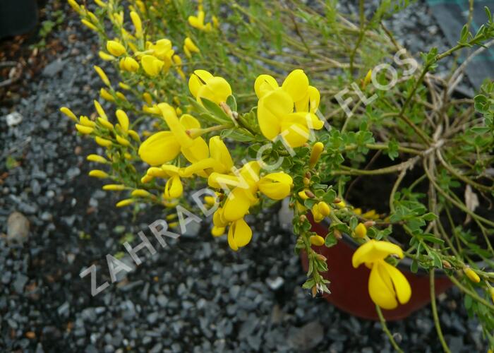 Čilimník - Cytisus beanii