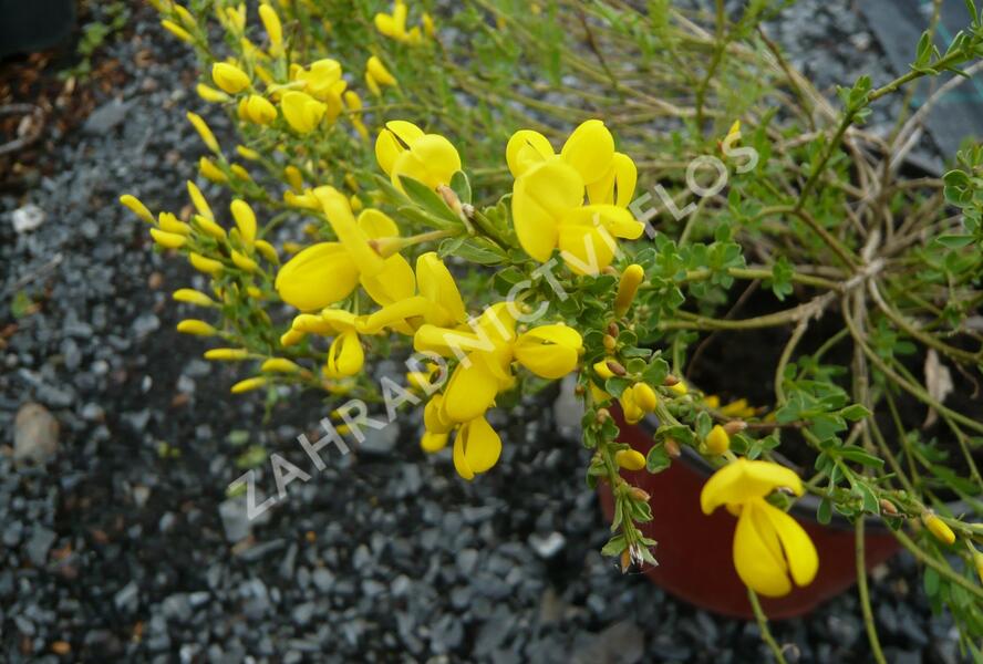 Čilimník - Cytisus beanii